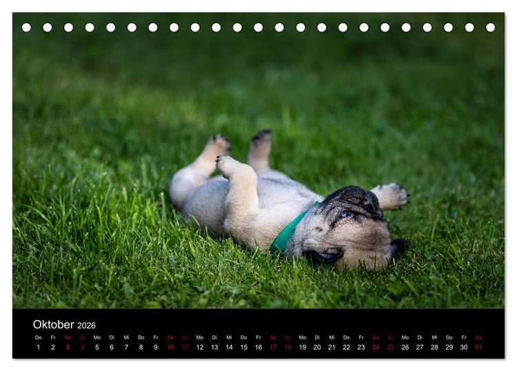 Produktbild: Mopswelpen (Tischkalender 2026 DIN A5 quer), CALVENDO Monatskalender
