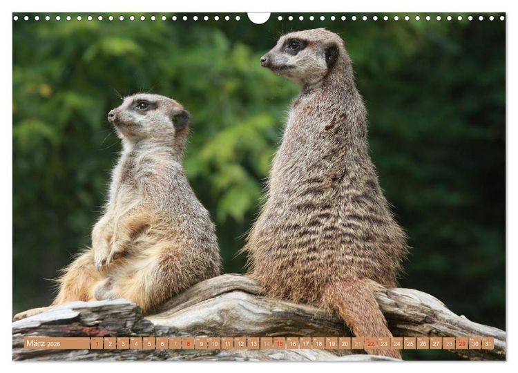 Produktbild: Erdm&auml;nnchen Familienbande (Wandkalender 2026 DIN A3 quer), CALVENDO Monatskalender