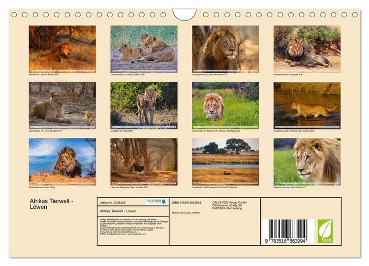 Produktbild: Afrikas Tierwelt - L&ouml;wen (Wandkalender 2027 DIN A4 quer), CALVENDO Monatskalender