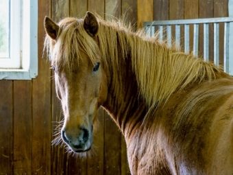 Produktbild: CALVENDO Puzzle Islandpferd in einem Reitstall bei Bl&aacute;sk&oacute;gabygg&eth;, Island | 1000 Teile Lege-Gr&ouml;&szlig;e 64x48cm Foto-Puzzle f&uuml;r gl&uuml;ckliche Stunden