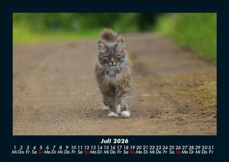 Produktbild: F&uuml;r Katzenfreunde 2026 Fotokalender DIN A5