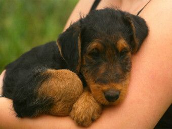 Produktbild: CALVENDO Puzzle Ein Motiv aus dem Kalender Airedale Terrier Welpen | 1000 Teile Lege-Gr&ouml;&szlig;e 64x48cm Foto-Puzzle f&uuml;r gl&uuml;ckliche Stunden