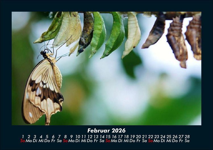 Produktbild: Bunte Pracht der Schmetterlinge 2026 Fotokalender DIN A5