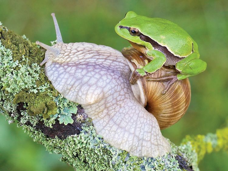 Produktbild: CALVENDO Puzzle Laubfrosch/Weinbergschnecke 1000 Teile Lege-Gr&ouml;&szlig;e 64 x 48 cm Foto-Puzzle Bild von Klaus Feske