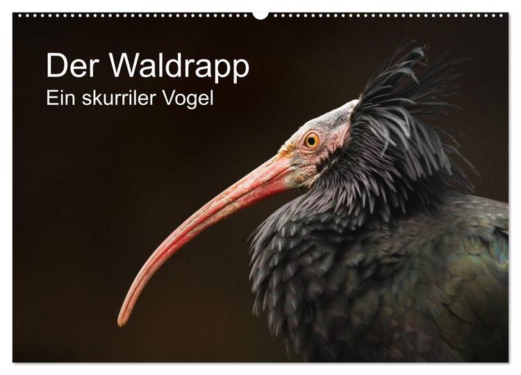 Produktbild: Der Waldrapp - Ein skurriler Vogel (Wandkalender 2026 DIN A2 quer), CALVENDO Monatskalender