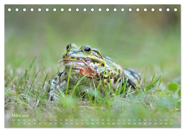 Produktbild: Fr&ouml;sche zum Verlieben (Tischkalender 2026 DIN A5 quer), CALVENDO Monatskalender