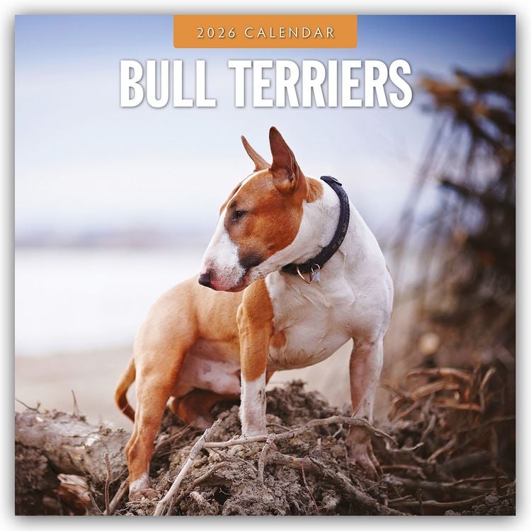 Produktbild: Bull Terriers – Bullterrier 2026 – 16-Monatskalender