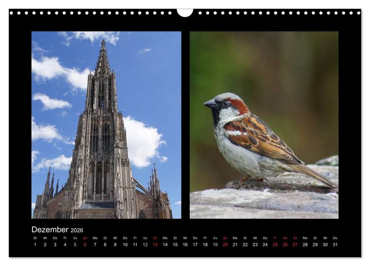 Produktbild: Ulmer Spatzen (Wandkalender 2026 DIN A3 quer), CALVENDO Monatskalender