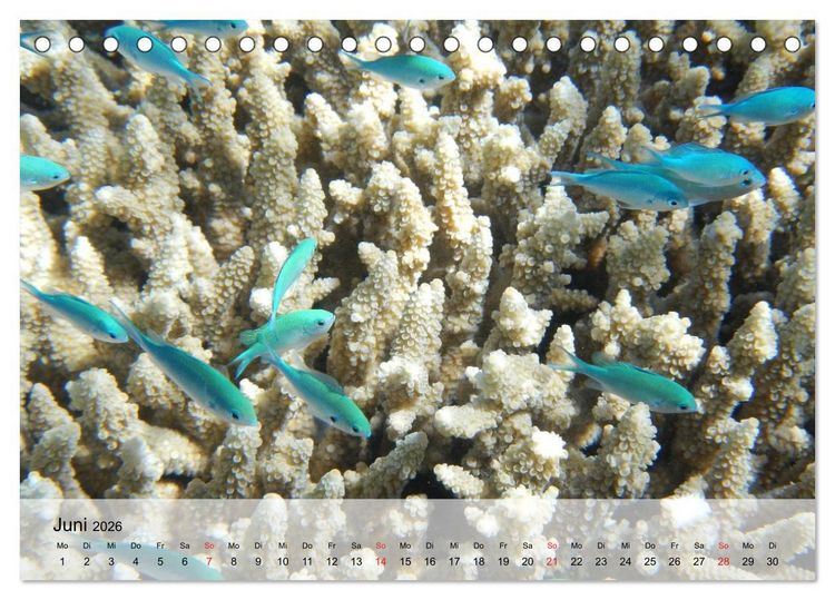 Produktbild: In der Meerestiefe. Fische und Korallen im ewigen Blau (Tischkalender 2026 DIN A5 quer), CALVENDO Monatskalender