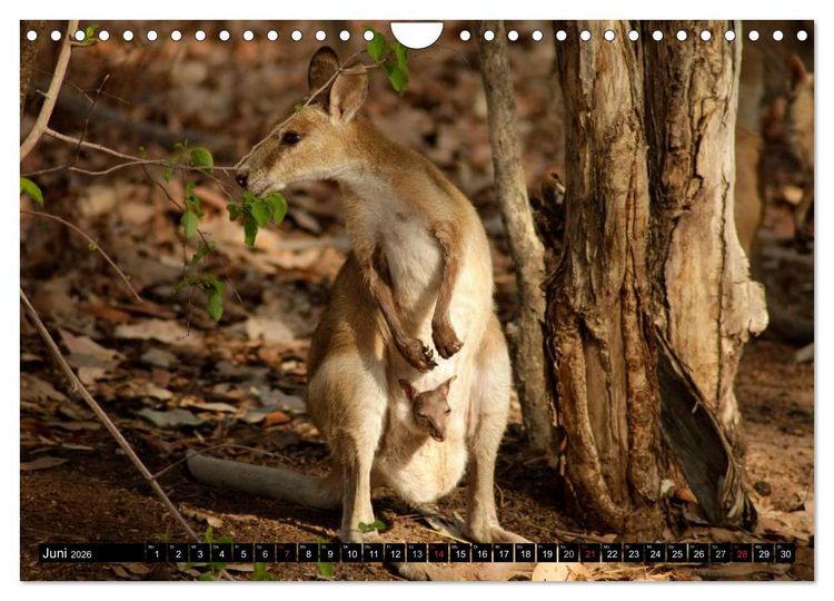 Produktbild: Die Tierwelt in Australien (Wandkalender 2026 DIN A4 quer), CALVENDO Monatskalender