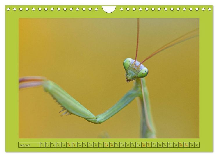 Produktbild: Die Gottesanbeterin Mantis Religiosa (Wandkalender 2026 DIN A4 quer), CALVENDO Monatskalender