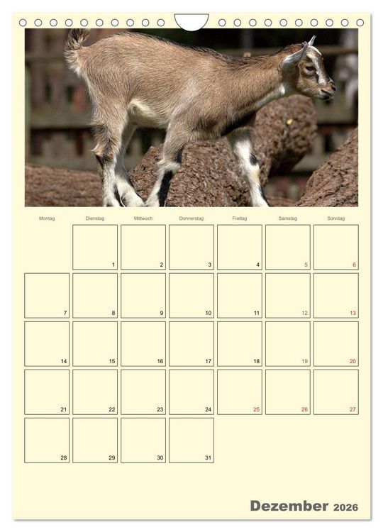 Produktbild: Zwergziegen (Wandkalender 2026 DIN A4 hoch), CALVENDO Monatskalender