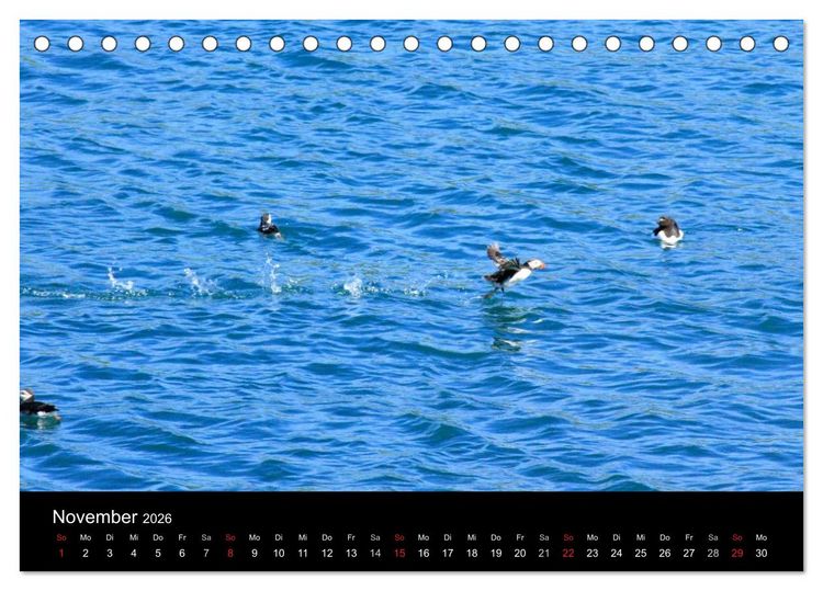 Produktbild: Puffins, Papageitauchern ganz nah (Tischkalender 2026 DIN A5 quer), CALVENDO Monatskalender