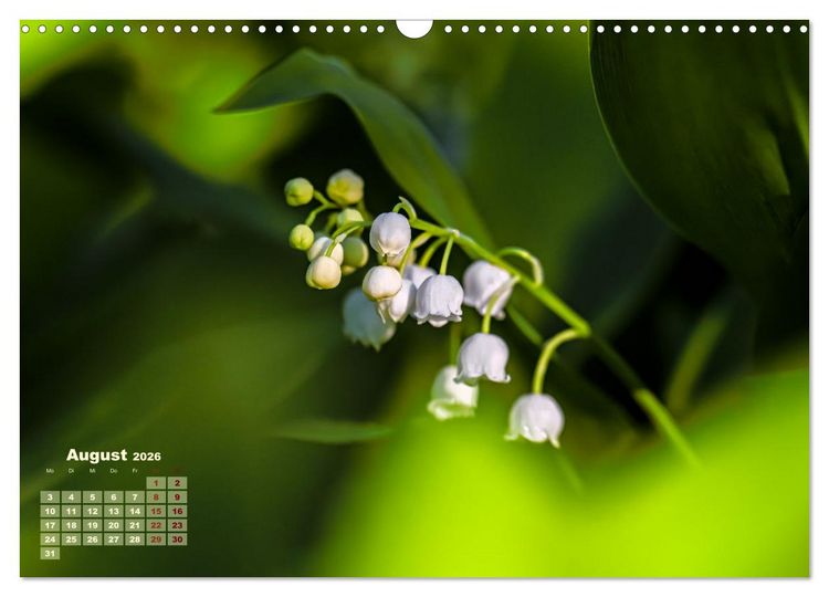 Produktbild: Fr&uuml;hlingstr&auml;ume in Wei&szlig; (Wandkalender 2026 DIN A3 quer), CALVENDO Monatskalender
