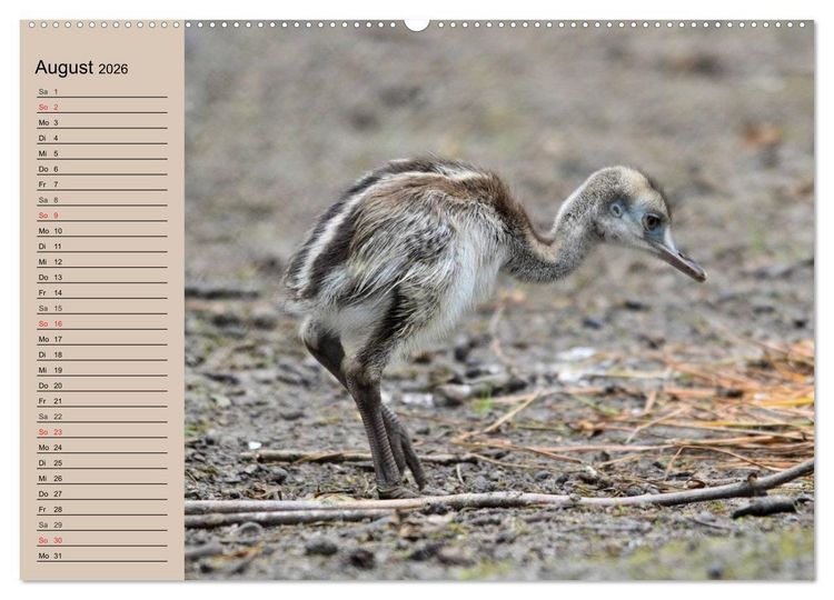 Produktbild: Vogel Strau&szlig;. Imposanter Riese und L&auml;ufer (hochwertiger Premium Wandkalender 2026 DIN A2 quer), Kunstdruck in Hochglanz
