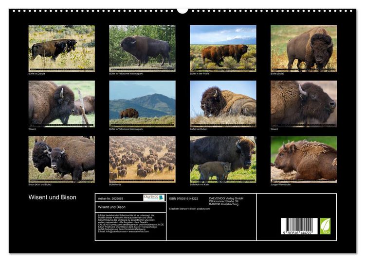 Produktbild: Wisent und Bison (hochwertiger Premium Wandkalender 2026 DIN A2 quer), Kunstdruck in Hochglanz