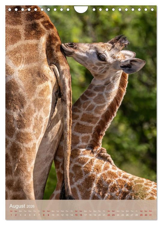 Produktbild: Giraffe Tales (Wall Calendar 2026 DIN A4 portrait), CALVENDO 12 Month Wall Calendar