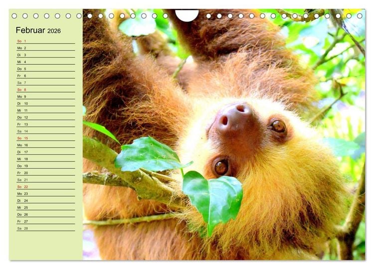 Produktbild: Der Faultier-Planer f&uuml;r mehr Ruhe und Gem&uuml;tlichkeit! (Wandkalender 2026 DIN A4 quer), CALVENDO Monatskalender