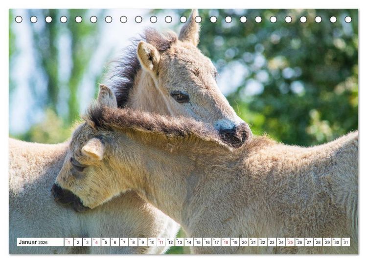 Produktbild: Konik - Frei geboren (Tischkalender 2026 DIN A5 quer), CALVENDO Monatskalender