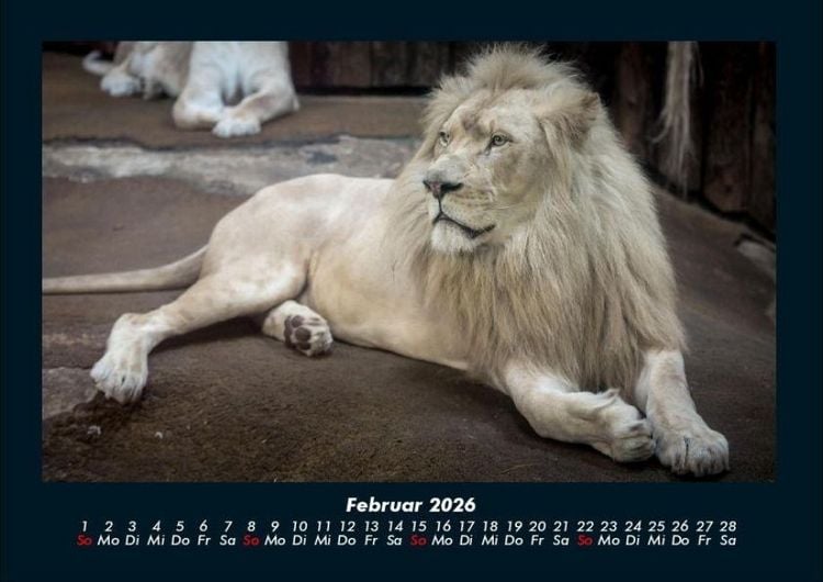 Produktbild: L&ouml;wen in der Wildnis 2026 Fotokalender DIN A4
