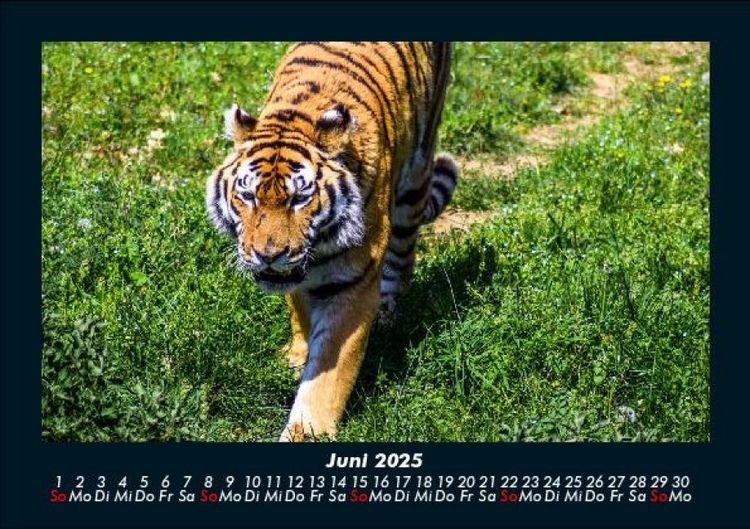 Produktbild: Tiger 2025 Fotokalender DIN A5