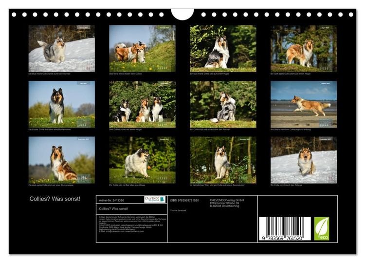 Produktbild: Collies? Was sonst! (Wandkalender 2027 DIN A4 quer), CALVENDO Monatskalender