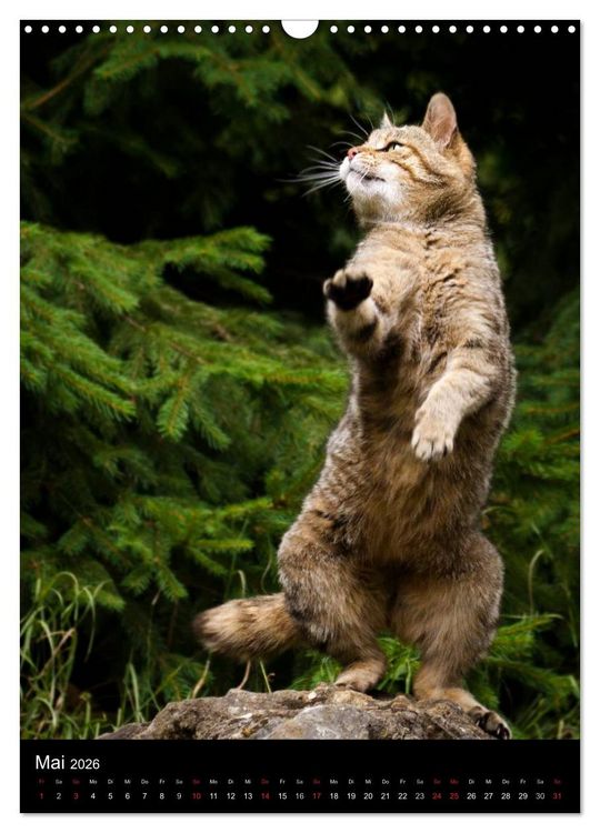 Produktbild: Wildkatzen - scheue J&auml;ger (Wandkalender 2026 DIN A3 hoch), CALVENDO Monatskalender