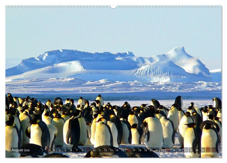 Produktbild: Penguins Unique and amazing birds (High Quality Premium Wall Calendar 2026 DIN A2 landscape),CALVENDO 12 Month Wall Calendar