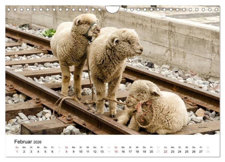 Produktbild: Peru - Land der Inkas und Alpakas (Wandkalender 2026 DIN A4 quer), CALVENDO Monatskalender