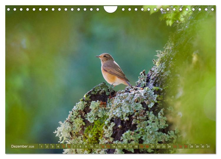 Produktbild: Geliebtes Federvieh (Wandkalender 2026 DIN A4 quer), CALVENDO Monatskalender