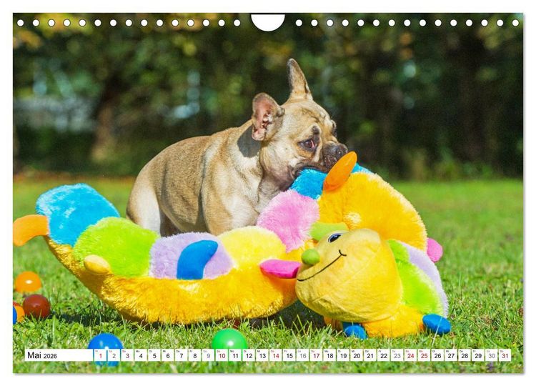 Produktbild: Kleiner Kobold Franz&ouml;sische Bulldogge (Wandkalender 2026 DIN A4 quer), CALVENDO Monatskalender
