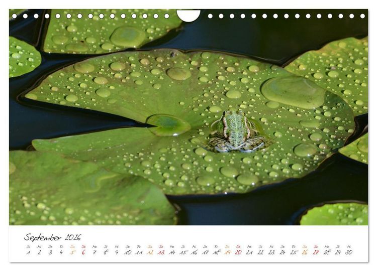 Produktbild: Frosch Karl, Hans und Max im Einklang der Natur (Wandkalender 2026 DIN A4 quer), CALVENDO Monatskalender