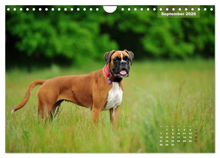 Produktbild: Einmal Boxer - immer Boxer (Wandkalender 2026 DIN A4 quer), CALVENDO Monatskalender