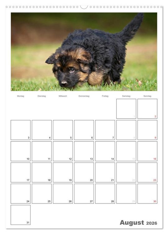 Produktbild: Deutscher Sch&auml;ferhund - Welpen, Planer (hochwertiger Premium Wandkalender 2026 DIN A2 hoch), Kunstdruck in Hochglanz