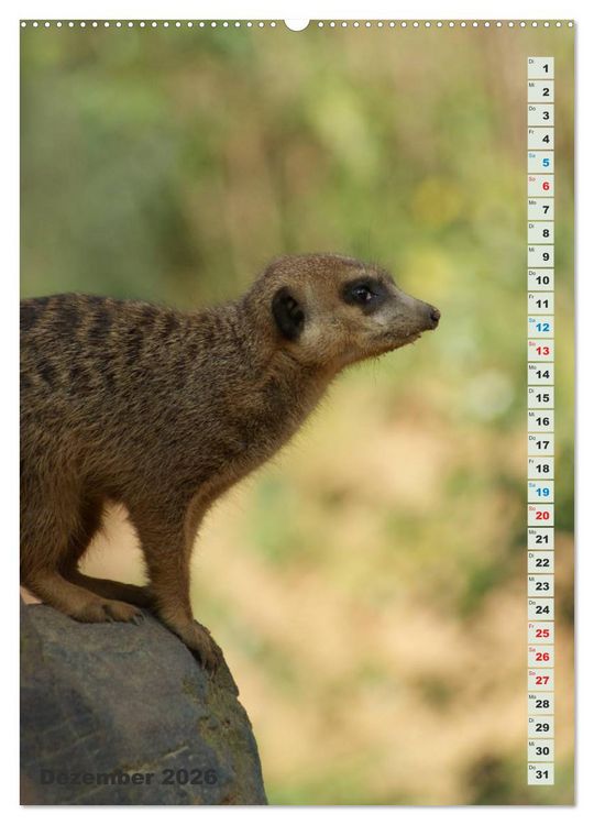 Produktbild: Erdm&auml;nnchen-Meerkats-Surikate (hochwertiger Premium Wandkalender 2026 DIN A2 hoch), Kunstdruck in Hochglanz