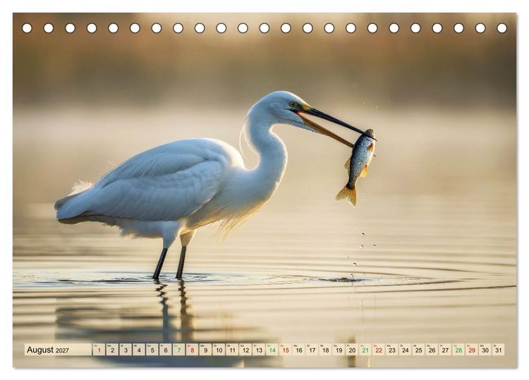 Produktbild: Silberreiher - pure Eleganz (Tischkalender 2027 DIN A5 quer), CALVENDO Monatskalender