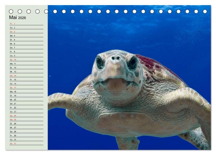 Produktbild: Meeresschildkr&ouml;ten. Nomaden der Ozeane (Tischkalender 2026 DIN A5 quer), CALVENDO Monatskalender