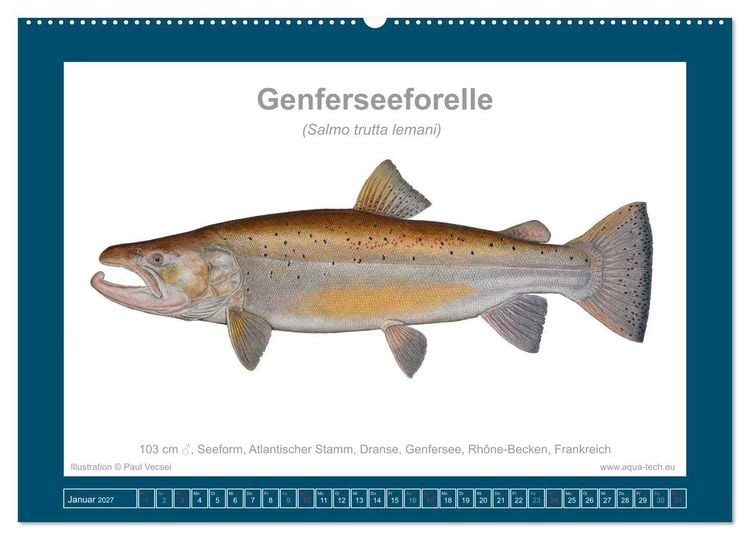 Produktbild: Fisch als Kunst 2027: Seeforellen (Wandkalender 2027 DIN A2 quer), CALVENDO Monatskalender