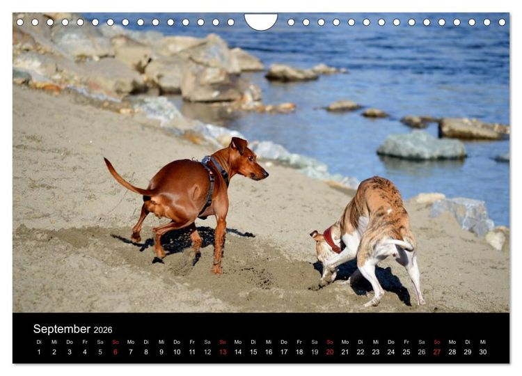 Produktbild: Deutscher Pinscher (Wandkalender 2026 DIN A4 quer), CALVENDO Monatskalender
