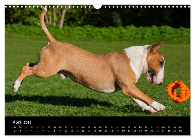 Produktbild: Bullterrier (Wandkalender 2026 DIN A3 quer), CALVENDO Monatskalender