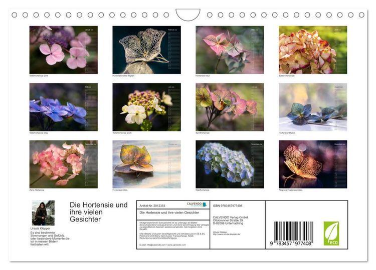 Produktbild: Die Hortensie und ihre vielen Gesichter (Wandkalender 2026 DIN A4 quer), CALVENDO Monatskalender