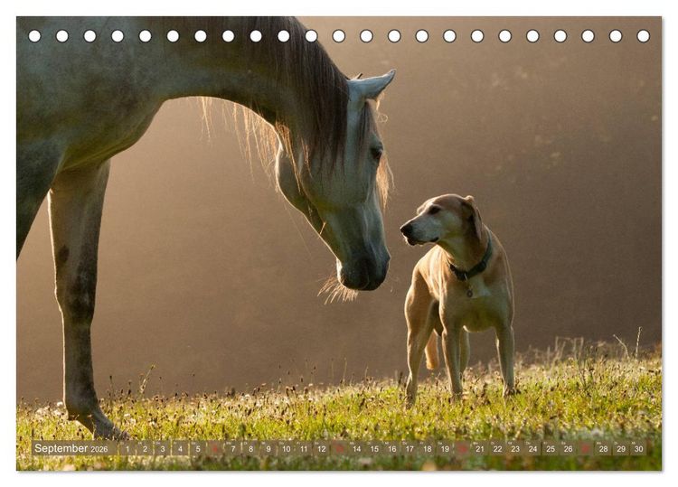 Produktbild: Pferd und Hund - Vierbeinige Freunde (Tischkalender 2026 DIN A5 quer), CALVENDO Monatskalender