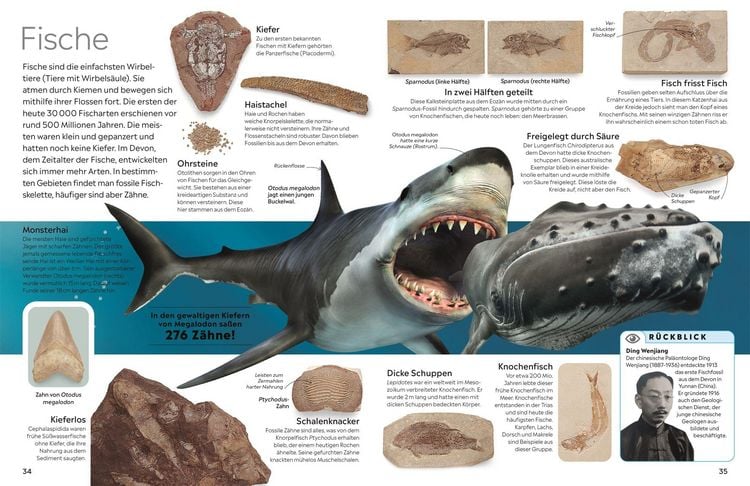 Produktbild: Memo Wissen. Fossilien