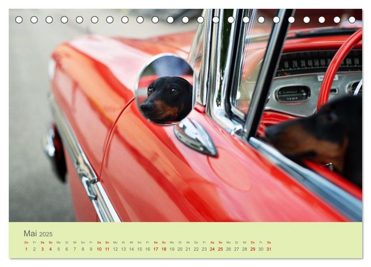 Dackel unterwegs (Tischkalender 2025 DIN A5 quer), CALVENDO Monatskalender
