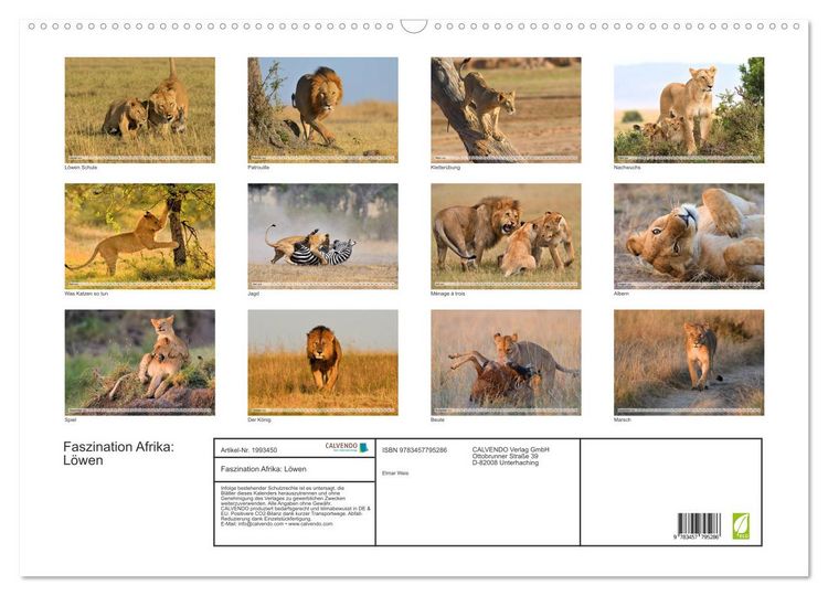 Produktbild: Faszination Afrika: L&ouml;wen (Wandkalender 2026 DIN A2 quer), CALVENDO Monatskalender