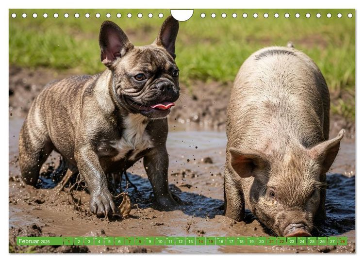 Produktbild: Muddi Buddies &ndash; Freundschaft im Matsch (Wandkalender 2026 DIN A4 quer), CALVENDO Monatskalender