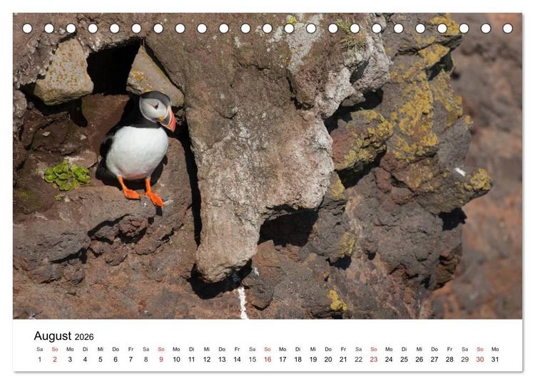 Produktbild: Papageitaucher: Puffin - Lundi - Fratercula arctica (Tischkalender 2026 DIN A5 quer), CALVENDO Monatskalender