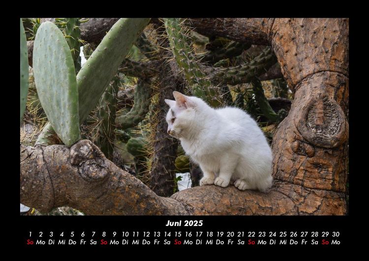 Produktbild: F&uuml;r Katzenfreunde 2025 Fotokalender DIN A3