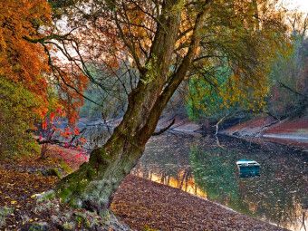 Produktbild: Ein Motiv aus dem Kalender Mannheimer Waldpark (Puzzle)