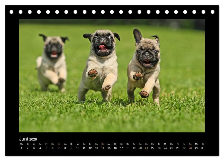 Produktbild: Der Feldfurchen-Mops (Tischkalender 2026 DIN A5 quer), CALVENDO Monatskalender